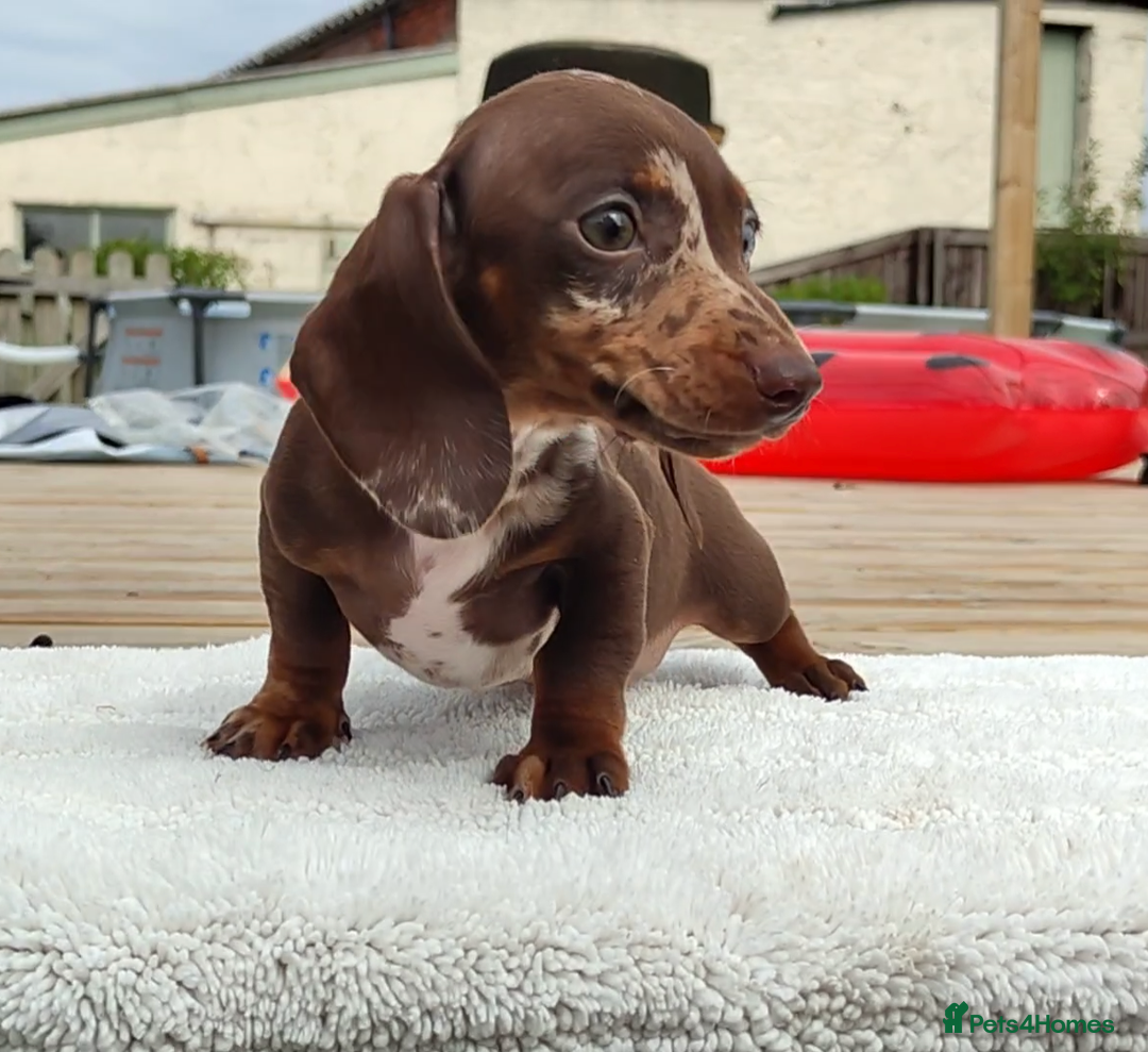 Miniature Dachshund dogs for sale: Outstanding Tweedle True Miniatures - Image 6