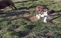 Boxer dogs for sale: Boxer broders  - Image 1