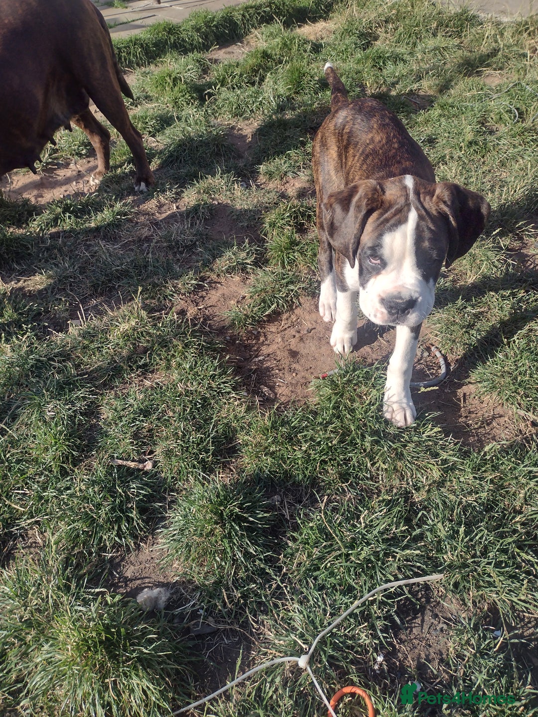Boxer dogs for sale: Boxer broders  - Image 1