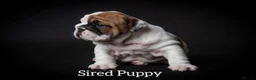 English Bulldog dogs for stud: Qualified Crufts20/21/22/23/24 Health Certificates in Slough - Advert 10