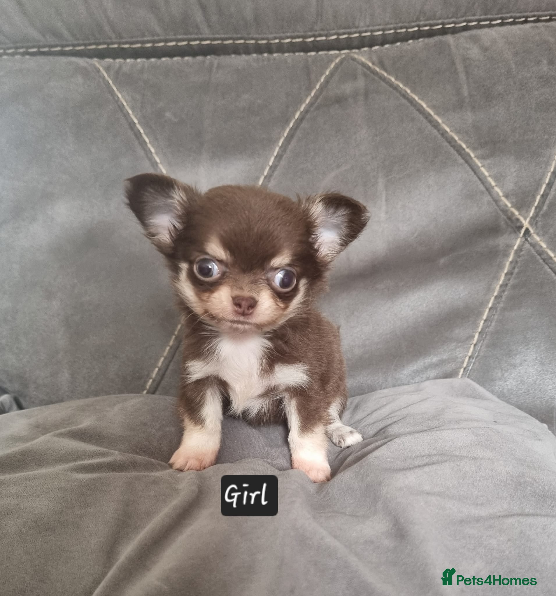 Chihuahua dogs Longhaired chihuahua puppies  - Advert 1