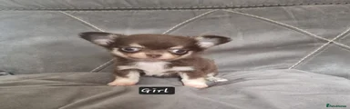 Chihuahua 3