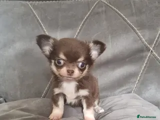 Chihuahua dogs Longhaired chihuahua puppies - Advert 1