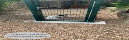Mixed Breed dogs for adoption: Staffie wannabe OTTO, AVAILABLE FOR ADOPTION - Advert 30