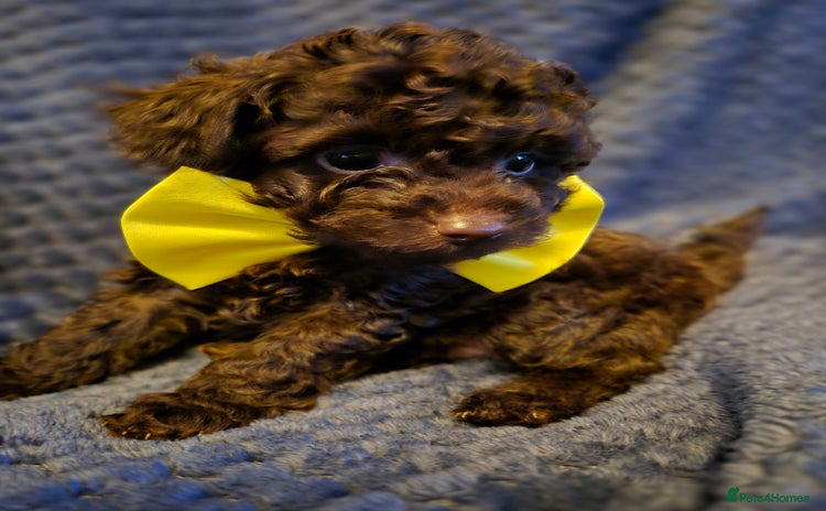 Toy Poodle dogs - Advert 1