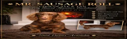 Miniature Dachshund dogs for stud: Mr sausage roll Miniture dachshund stud  - Advert 1