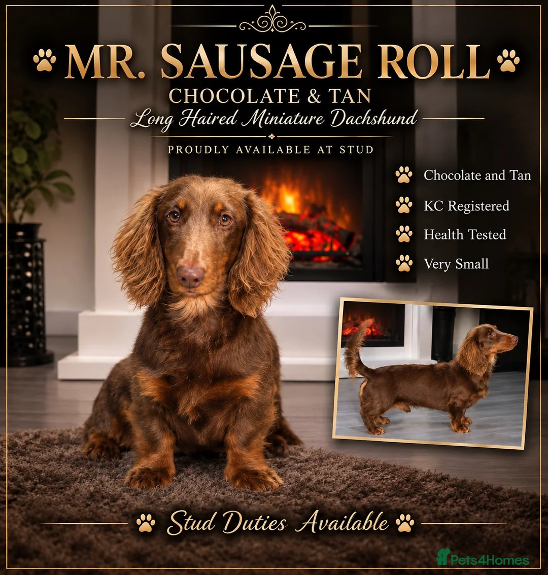 Miniature Dachshund dogs for stud: Mr sausage roll Miniture dachshund stud  - Advert 1