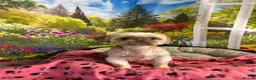 Shih Tzu dogs for sale: Imperial Shih Tzu ready to go today - Advert 3