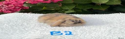 Mini Lop rabbits for sale: Pure bred mini lops baby rabbits . - Advert 4