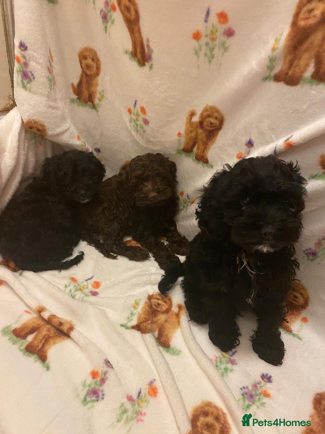 Cavapoo dogs for sale: Cavapoo puppies available to leave - Advert 1