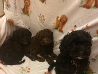 Cavapoo dogs Cavapoo puppies available to leave - Advert 1