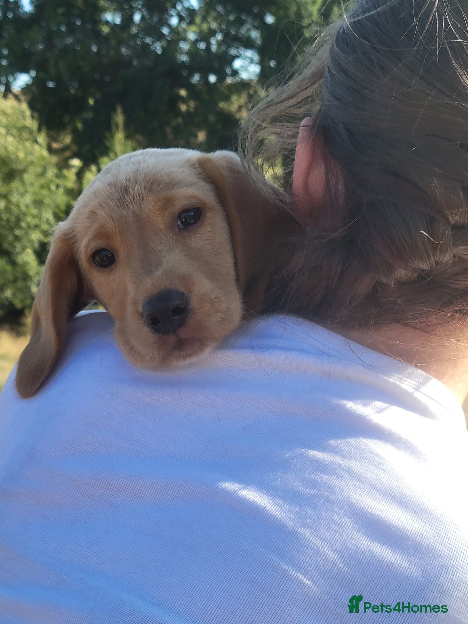 Mixed Breed dogs Labrador x sprocker puppies - Advert 17
