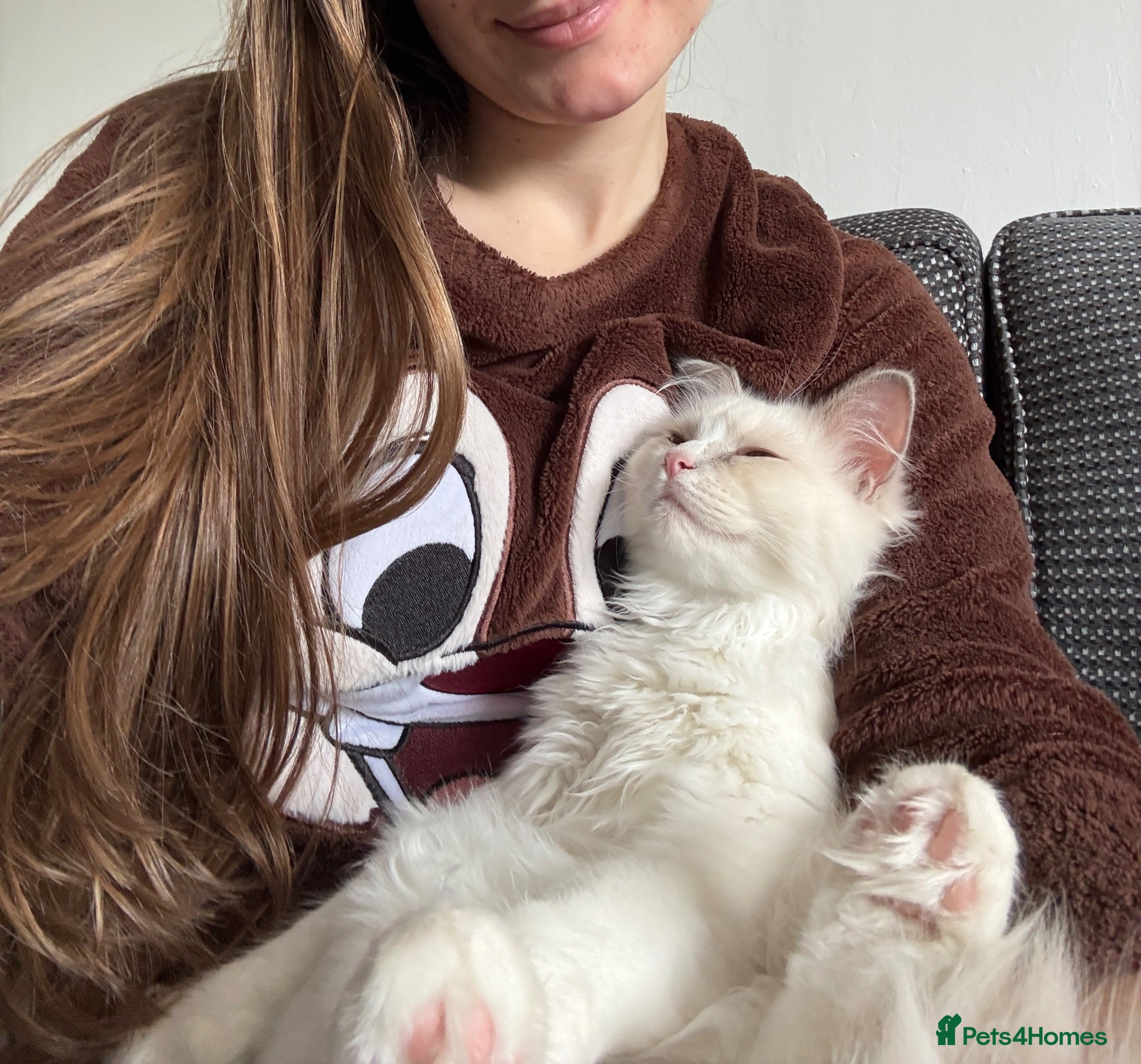 Ragdoll cats Most Affectionate, Gentle, Rare Colour Ragdoll - Advert 5