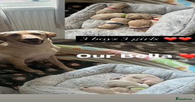 Labrador Retriever dogs - Advert 9