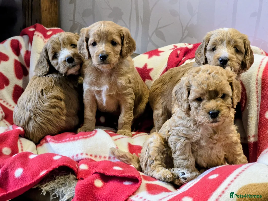 Cockapoo dogs for stud: Proven Red & white F1 cockapoo stud dog. in Barnsley - Advert 40