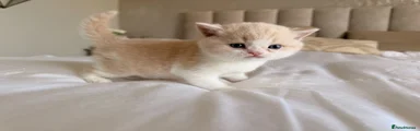 British Shorthair Kitten 1