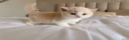 British Shorthair cats for sale: British Shorthair & Longhair Kittens GCCF Reg - Advert 24