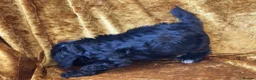 Cockapoo dogs for sale: F1 toy cockapoos - Advert 5