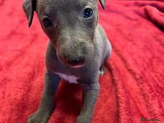 Whippet dogs Bedlington/Whippet Puppies - Advert 12