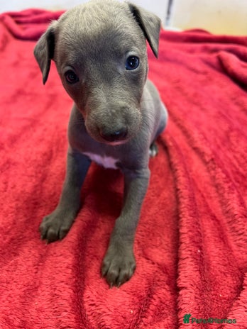 Whippet dogs Bedlington/Whippet Puppies - Advert 14