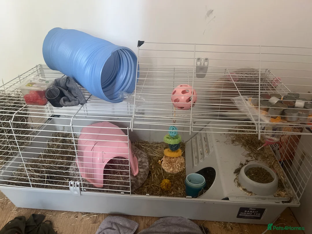 Guinea Pig rodents for sale: cute guinea pigs for sale in Prescot - Advert 6