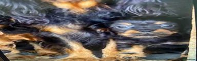 Cavalier King Charles Spaniel 5