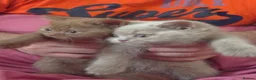British Shorthair cats for sale: 🐾TICA REG BEAUTIFUL BSH 🐾   - Advert 33