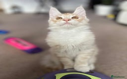 Maine Coon cats for sale: GCCF registered Maine Coon kittens.  in Newton Abbot - Image 9