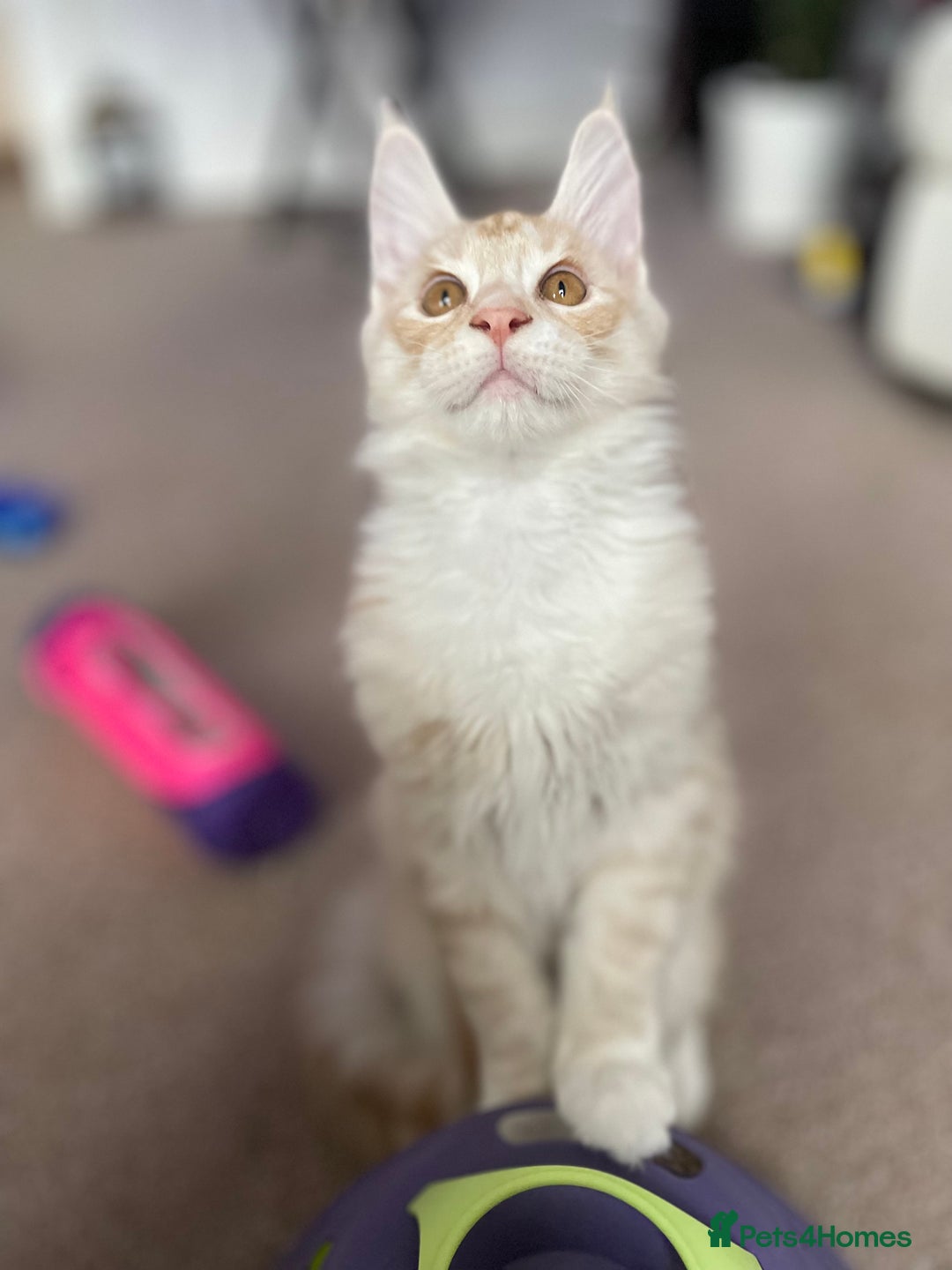 Maine Coon cats for sale: GCCF registered Maine Coon kittens.  in Newton Abbot - Image 9