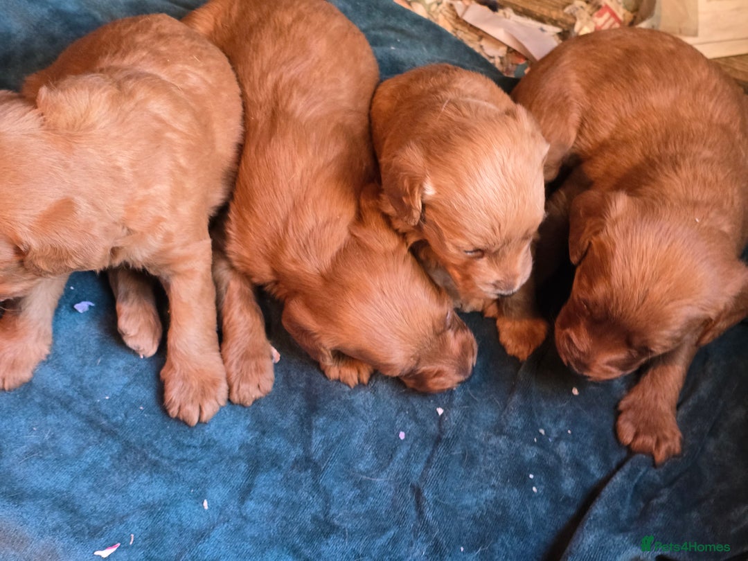 Labradoodle dogs for sale: Beautiful F1 Labradoodles Rich Red - Image 2