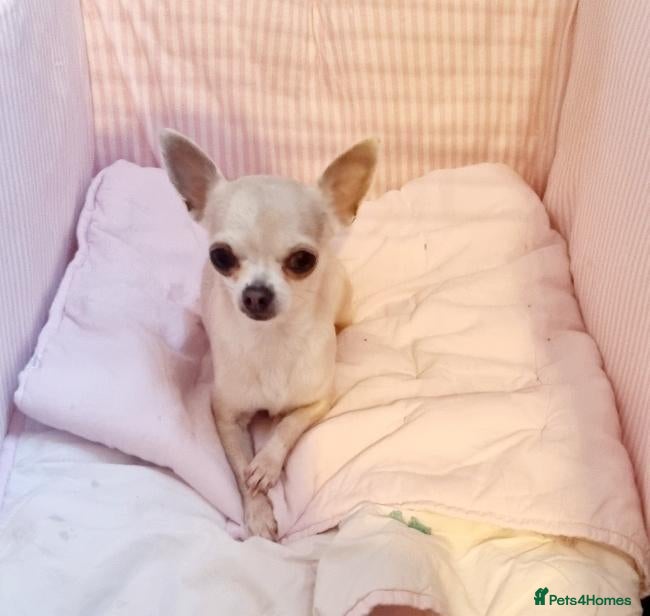 Chihuahua dogs Nelly 7/8yo chihuahua girl - Advert 1