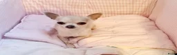 Chihuahua dogs for sale: Nelly 7/8yo chihuahua girl in Catterick Garrison - Advert 1