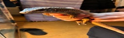Lizard reptiles for sale: Pair of Sudan plated lizards - Advert 5