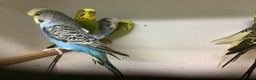 Budgerigars birds for sale: Young and Adult Budgies - Advert 11