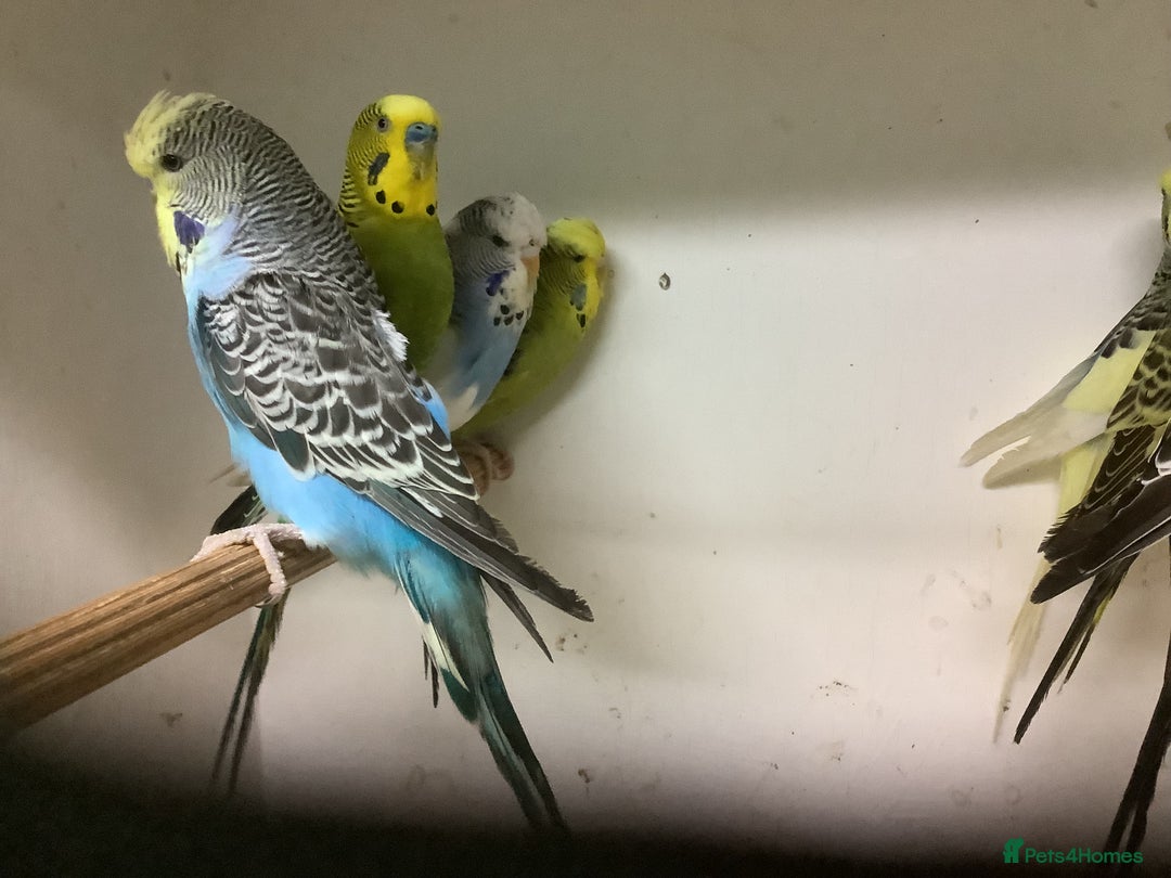 Budgerigars birds for sale: Young and Adult Budgies - Advert 11