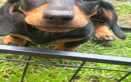 Dachshund dogs for sale: 2 Standard Dachshund Dog Puppies for sale  - Image 2