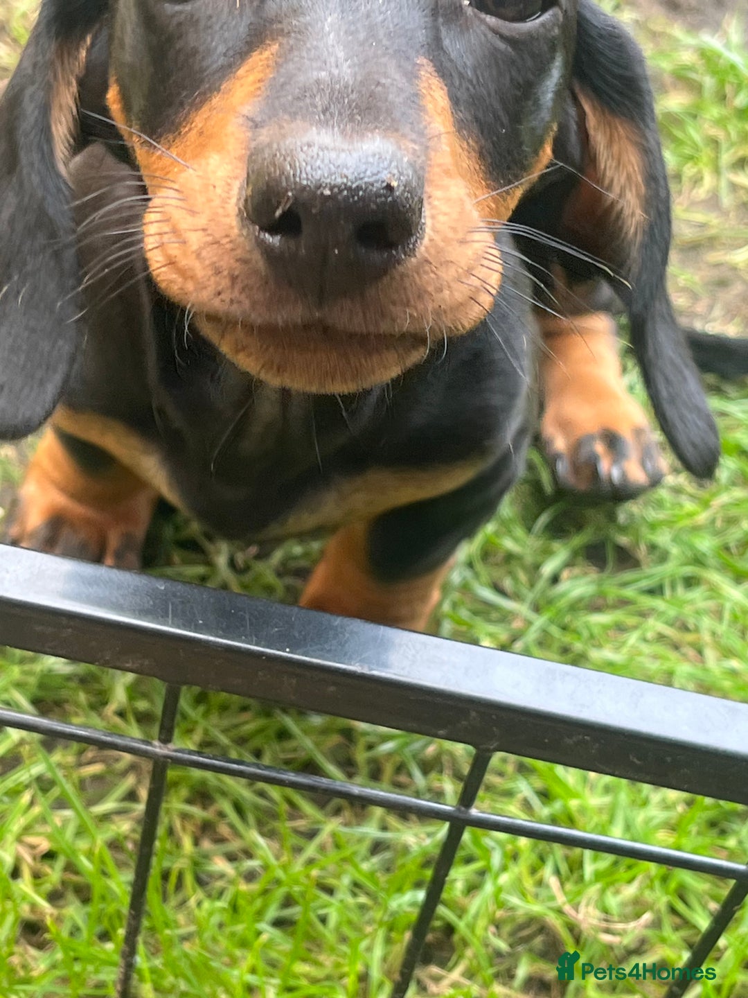 Dachshund dogs for sale: 2 Standard Dachshund Dog Puppies for sale  - Image 2