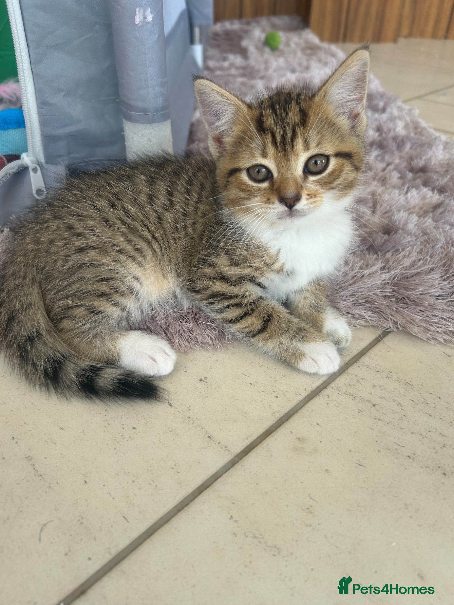 Persian cats !!!3 kittens left !!! - x6 kittens for sale  - Advert 4