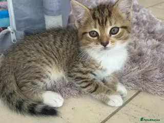 Persian cats !!!3 kittens left !!! - x6 kittens for sale - Advert 4