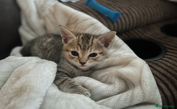 Egyptian Mau cats - Advert 2