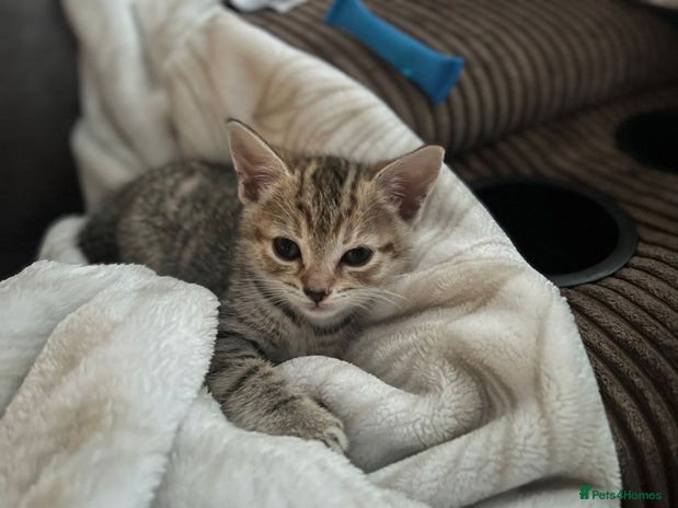 Egyptian Mau cats - Advert 2