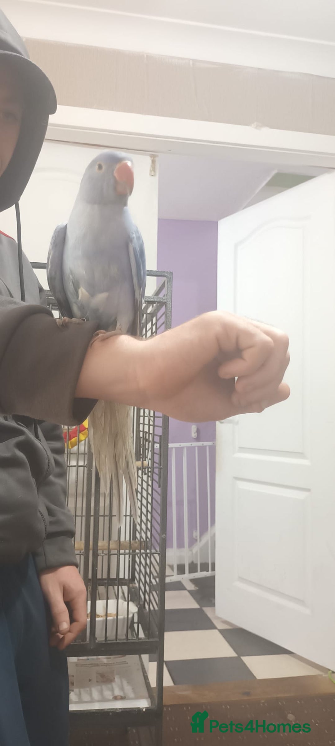 Ringnecks birds for sale: Voilot coloured ringneck for sale  - Image 6