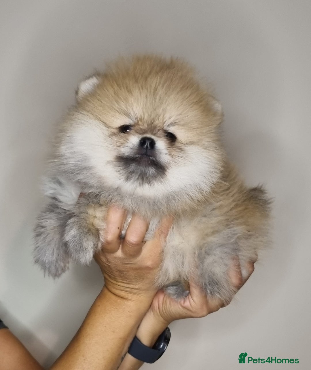 Pomeranian dogs for sale: CHAMPION BLOODLINE 3 female 1 male - Image 32