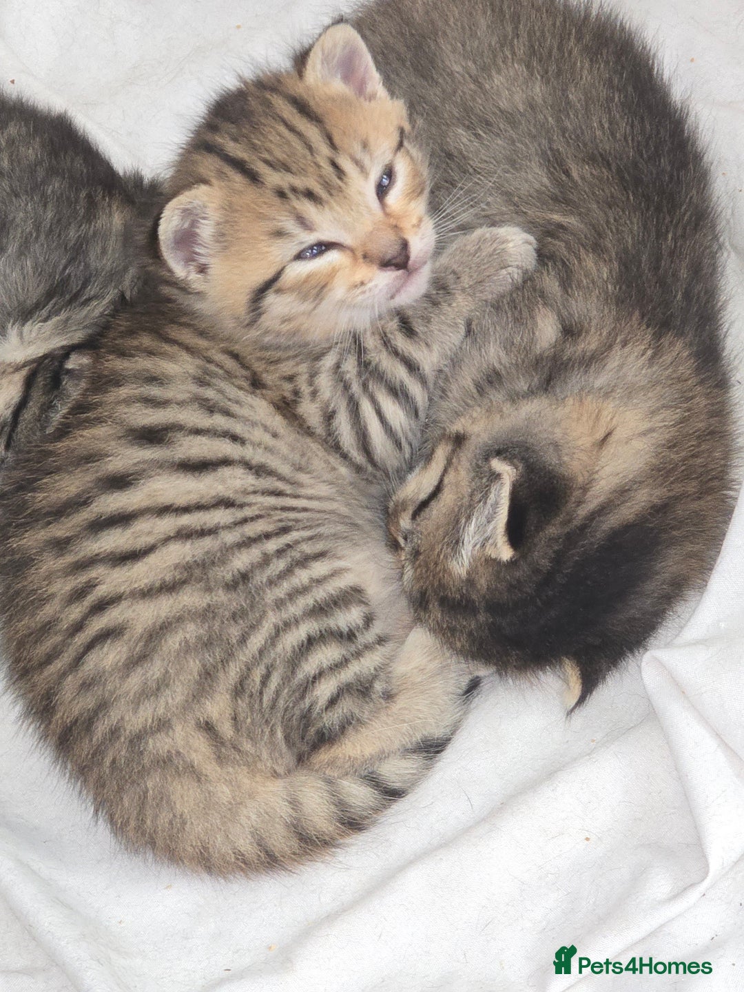 British Shorthair cats for sale: 4 beautiful tabby girl kittens  - Image 8