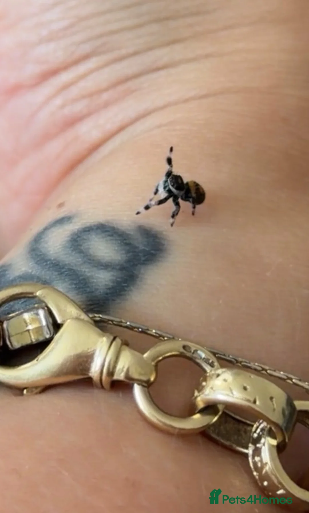 Spiders invertebrates for sale: Jumping spider  - Advert 2