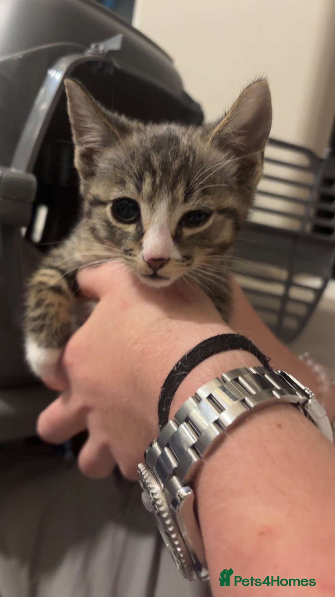 Mixed Breed cats for sale: 2 kittens rare coloured  - Advert 1