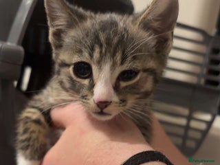 Mixed Breed cats 2 kittens rare coloured - Advert 1