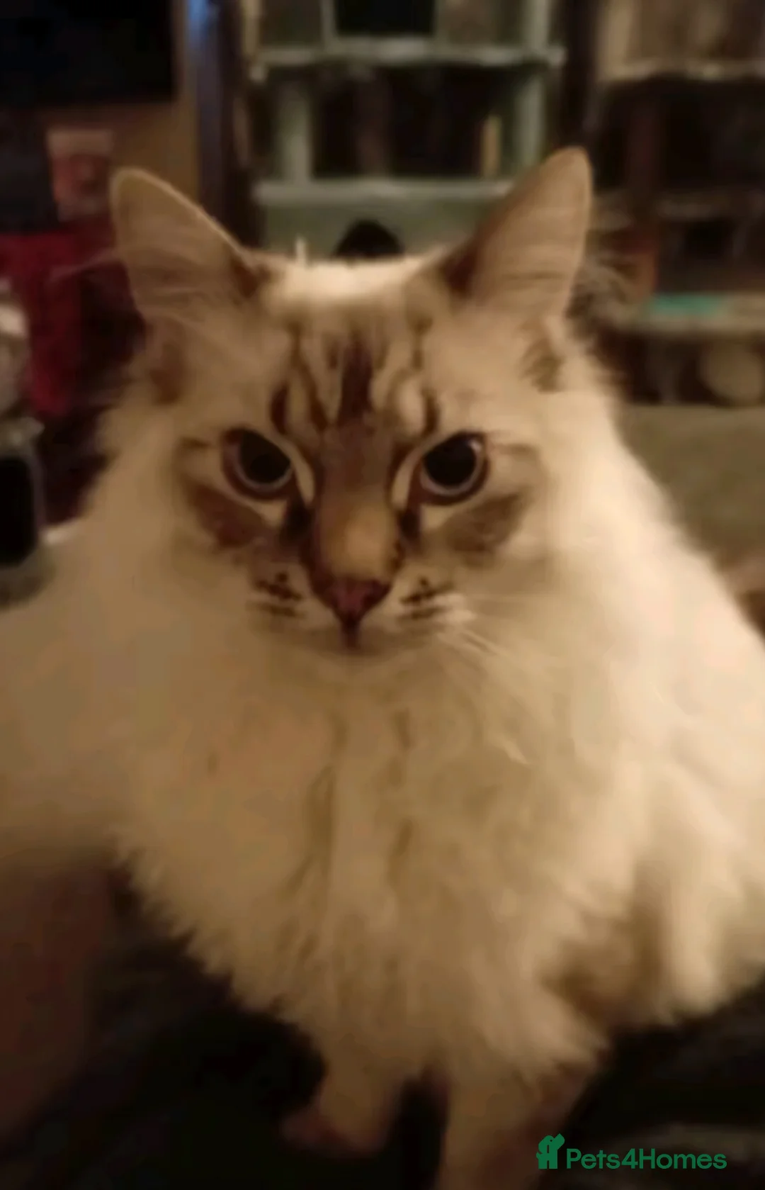 Ragdoll cats for sale: Beautiful male ragdoll  - Advert 3