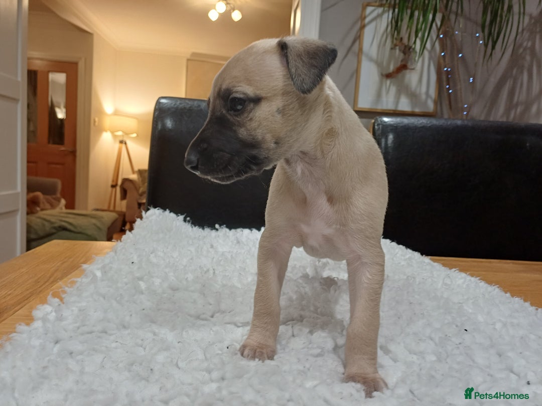 Whippet dogs for sale: KC  REG WHIPPET PUPS - Advert 17