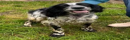 English Setter dogs for adoption: Kira  in Frinton-on-Sea - Advert 9